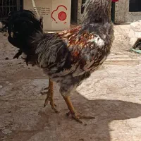 خروس جوان بومی