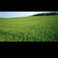 200-متر-زمین-خلیج-فارس-15-سرابتاوه