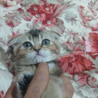 گربه اسکاتیش فولد