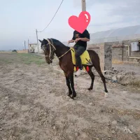 اسب دوخون|اسب و تجهیزات اسب‌سواری|پیشوا, |دیوار