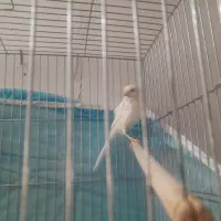 فروش قناری ماده سوپر