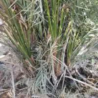 دیمیت حاج باقری