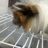 خوکچه هندی نر بالغ|موش و خرگوش|محمدشهر, محمدشهر|دیوار