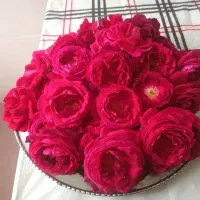 گل رز|گل و گیاه طبیعی|باغ ملک, |دیوار
