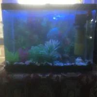 اکواریوم با تمام لوازم و ۲۰ تا ماهی|ماهی|مشهد, آزادشهر|دیوار