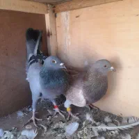 کفتر|پرنده|ساوه, |دیوار