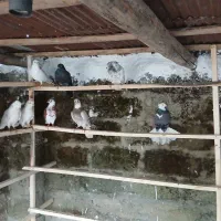 کبوترنروماده