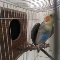 عروس هلندی نروماده