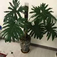 گل آپارتمانی