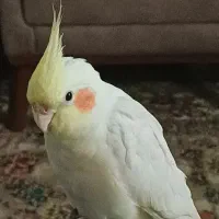 عروس هلندی گمشده دهقاید|حیوانات|برازجان, |دیوار