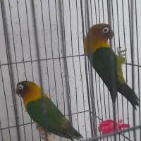 فروش|پرنده|رفسنجان, |دیوار