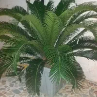 فروش چندعددسیکاس مناسب هتل ها رستورانها ومطب ها|گل و گیاه طبیعی|چالوس, |دیوار