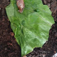 جوجه حلزون آچاتینا یک ماهه