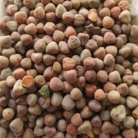 گاودانه بوجاری شده