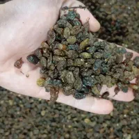 کشمش افتابی درجه یک