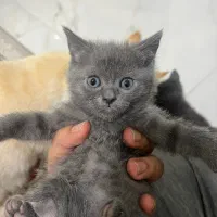 گربه سیامی و اسکاتیش|گربه|بندرعباس, |دیوار