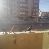 تعدادی پرنده مرغ عشق و...|پرنده|گلبهار, شهر جدید گلبهار|دیوار