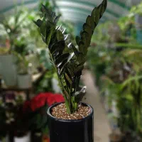 گل و گیاهان آپارتمانی