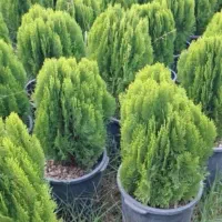 تزئن باغ ویلا‌