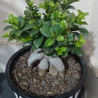 بونسای|گل و گیاه طبیعی|هشتگرد, |دیوار