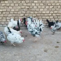 جوجه گلین|حیوانات مزرعه|یزد, |دیوار