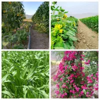 ۲۰۰۰متر باغ