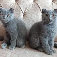 بچه گربه نژاد اسکاتیش