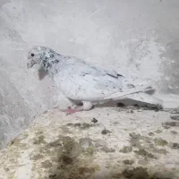 سارنقره ای بغدادی اصل