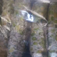 باقالی منجمد درجه یک