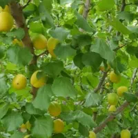 باغ فروشی راوند جای دنج وخنک|فروش زمین و ملک کلنگی|قم, بیست متری ولیعصر|دیوار