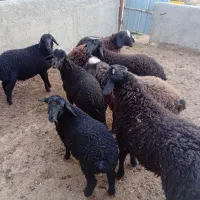 بره برای پروار بندی