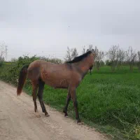 اسب نریان و مادیان آبستن
