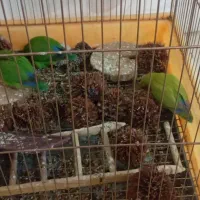 طوطی برزیلی|پرنده|شیراز, گلشن|دیوار