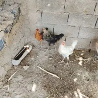 خروس|حیوانات مزرعه|رامهرمز, |دیوار