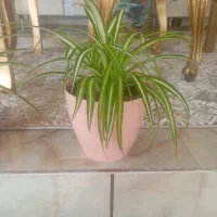 گل طبیعی|گل و گیاه طبیعی|ایلام, |دیوار