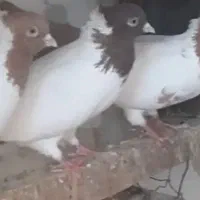 کبوتر پرستویی باغ وحشی طوقی|پرنده|مشگین شهر, |دیوار