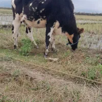 فروش گاو حامله  ۷ماه ونیم شکم  مونت