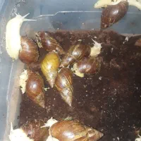 حلزون البینو افریقایی|خزنده|تهران, دربند|دیوار