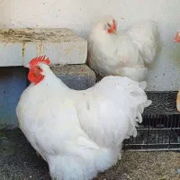 تخم نطفه دار اورپینگتون|حیوانات مزرعه|تهران, امام زاده عبدالله|دیوار