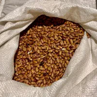 لوبیا چیتی تناژ بالا