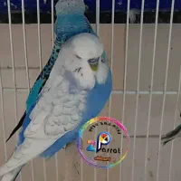 مرغ عشق رنگ خاص با قفس