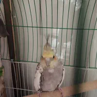 جوجه دوماهه نروماده|پرنده|اصفهان, گلزار|دیوار