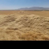 کاه نرم تازه