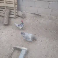 تخم مرغ گلین طوسی