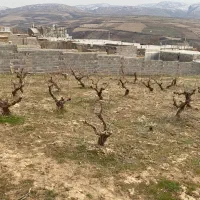 زمین باغ انگور