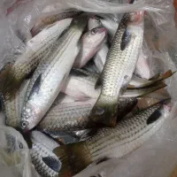 ماهی بیاح عربی