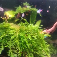 اکواریم پلنت|ماهی|دزفول, |دیوار