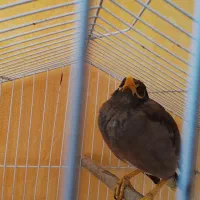 مرغ مینا بخون و سرحال|پرنده|تهران, اتابک|دیوار