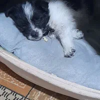 واگذاری توله پاپی اشتپیز