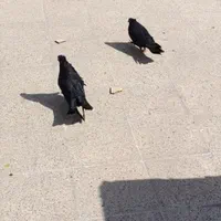 کفتر یا کبوتر درجه یک|پرنده|اصفهان, دانشگاه اصفهان|دیوار